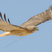 Red-tailed Hawk